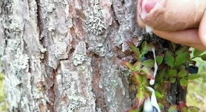 Blueberry With Cream Guy On Berry In The Forest