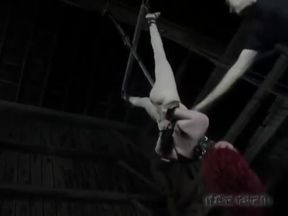 Calico Slave - Early Ir Shoot