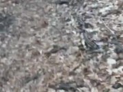 Caught in the woods guy giving trans girl bj on trail