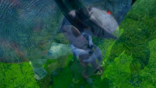 Huge bulls fucking a boy