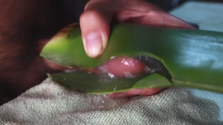 jerking off with aloe vera ultil i nut a thick load