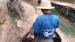 Elephant riding in Thailand with teen couple who had sex afterwards