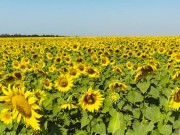 Fertility goddess caresses her pussy in a sunflower field