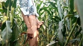 Indian Big Cock Showing in Maize Field