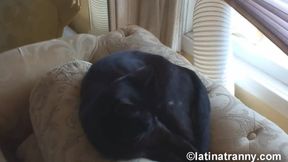 Nikki Montero, Alison dale and other tgirls behind scenes in London