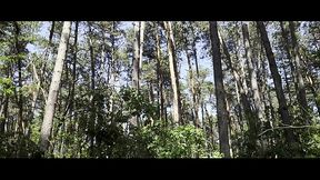 Mesmeriza 23 02 MOV CINEMA CLIP 321 20240814134325039