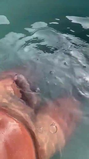 Listening to Gooning Audio in the Pool and Jerking off