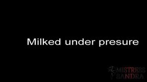 Milked under pressure!