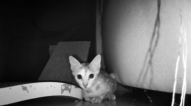 Late Night Pussy Surveillance (Caught on Camera)
