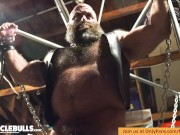 TIED UP MUSCLEBULL IN LEATHER GETS HIS COCK AND BALLS SLAPPED AND PLAYED