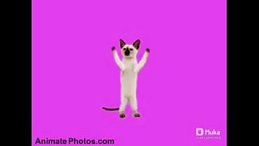Go Kitty Go! Canci&oacute_n completa de un gatito bailando asi bien xd compartan el video con calzoski alv