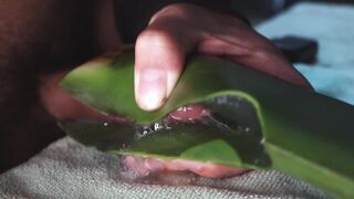poking an aloe leaf and spunking a gigantic stream