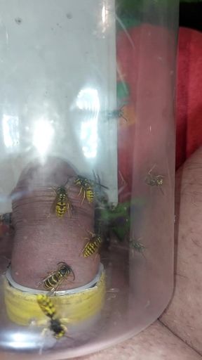 Bizarre cbt insertion bdsm pervers wasp