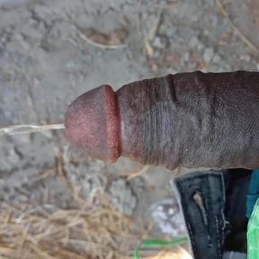 Indian cock