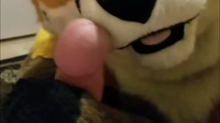 nuzzles your bulge