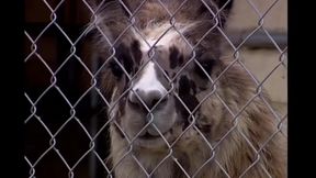 Brittney Fucked Hard by a Big Cock