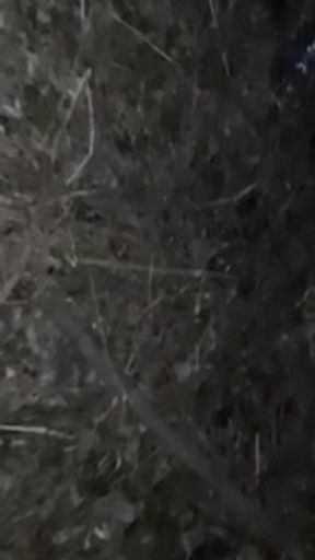 Cum in a minute when she licked pussy in a dark forest - lesbian_illusion