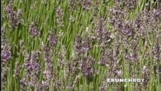 Para pria ditiduri tanpa kondom dalam pesta seks di tempat umum.