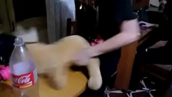 Horny scene boy fucks anal a hot blonde Teddy Bear funny enjoy