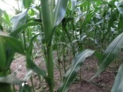 German horny wife public nature sex in cornfield risk to get caugh_teaser