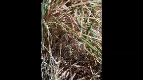 atriz porno gozando no matagal da zona, travesti sabrina prezotte 20cm de prazer...