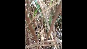 atriz porno gozando no matagal da zona, travesti sabrina prezotte 20cm de prazer...
