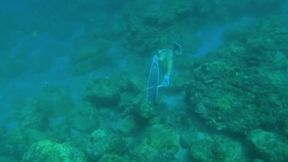 The Little Mermaid