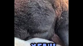 Sweet little sheep on the way while running in Merion Wool! ??️What&rsquo_s the cutest animal you&rsquo_ve encounte...