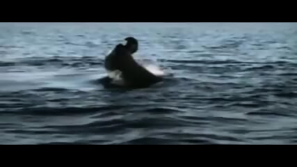 Great white shark