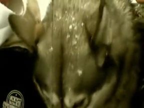 The Johan Volny Collection