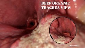 Extreme Deep Throat POV: Throat Close-up with Epiglottis and Uvula View