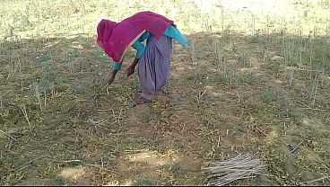 देसी इंडियन ब्वॉयफ्रेंड ने खेत में काम रही उसकी मस्त चोदा
