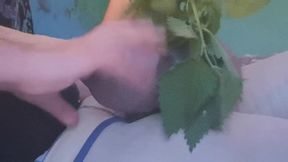 Cuming with help with nettles