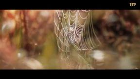 Infiltrating the bandits