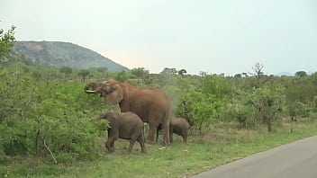 Hot white girl gets fucked by her black ex in Africa