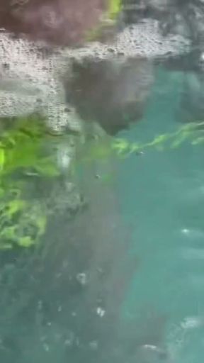 Artemisia Love flashing her juicy big tits underwater for you wearing a sexy bikini   Clip 1
