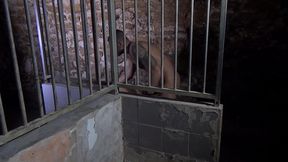 un gitan defonce une lope vide-couilles dans une cave sordide - brutes de sexe - scene 4