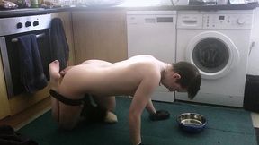 pet play with my pretty butt plug tail. don t i look cute drinking out of my water bowl on the floor with my hands in leather...
