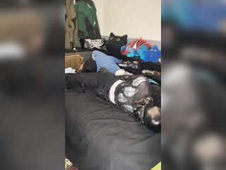trying head harnes hogtie