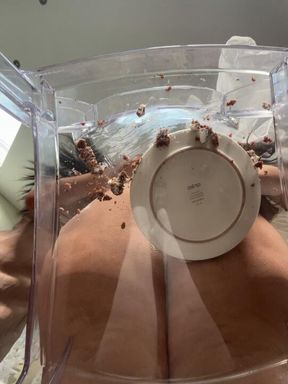 Kaylee wedding cake wedgie (Chair POV)