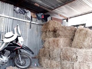 Pajaso en la bodega del heno, el heno pica