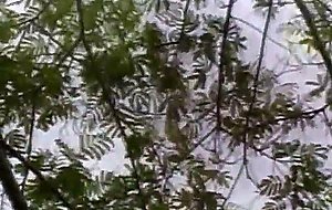 Bamboo - asian lust 2