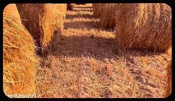 Wild Public Fuck with Big Cumshots - Risky Outdoor Adventure!