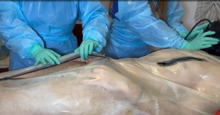 Miss Nastya and Miss Camille edge their rubber gimp wearing FULL PLASTIC PPE and minty coloured TIGHT latex gloves