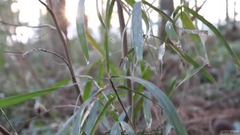 Japanese BBW's Froggy Adventure in the Wild