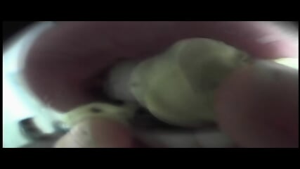 Extreme Gum Chewing POV